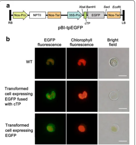 Fig. 2 Subcellular localization of EGFP in transgenic filter. As shown in the second line, given that red fluorescence image C