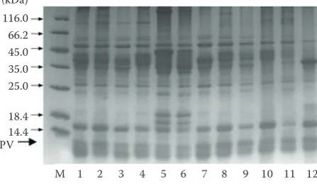 Figure 3. SDS-PAGE profiling of the twelve extracts (description in Table 1) after loading at the same protein concentration
