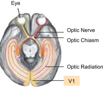 Figure 1-1: Illustration of human early visual areas (adapted from Logothetis, 1999). 