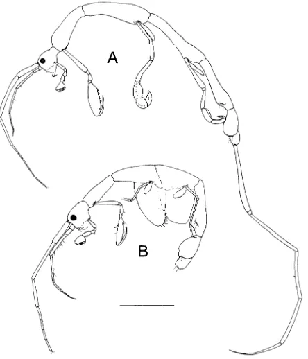 Fig. 3A, B Protogeton inflatus Mayer, 1903. Lateral view. A Male.B Female. Scale bar: 1 mm