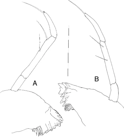 Fig. 5A–E P. papua sp. nov. A Lower lip. B Upper lip. CMaxilliped. D Maxilla 1. E Maxilla 2