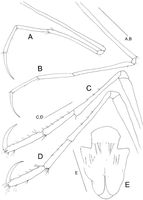 Fig. 8A–E P. papuaPereopod 6.A–D sp. nov. A Pereopod 3. B Pereopod 4. C D Pereopod 7. E Abdomen (ventral view)