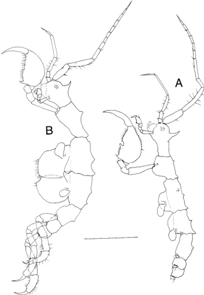 Fig. 12A, B Pseudaeginella biscaynensisview. McCain, 1968. Lateral A Male. B Female. Scale bar: 1 mm