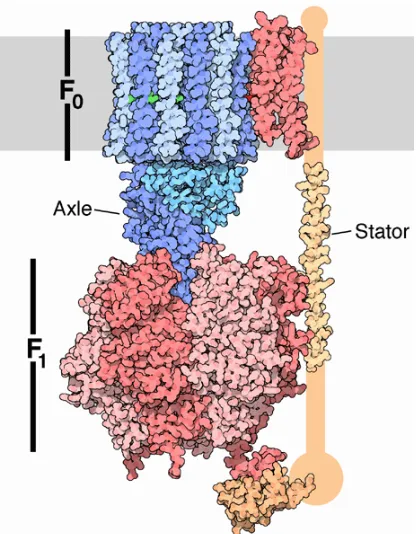 Fig. 1. 3D structure of ATP synthase from PDB [6] 