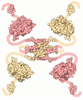Fig. 2. Structure of Tp53[23] 
