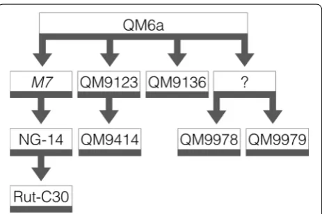 Fig. 1 Pedigree of the T. reesei strain QM9978 and its relation-ship to the wild-type isolate QM6a