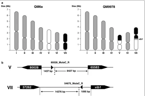 Fig. 3 Analysis of the chromosomal translocation in T. reesei QM9978. a Schematic depiction of the seven chromosomes in T