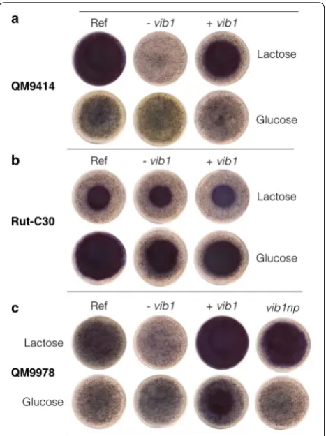 Fig. 4 Detection of cellulase production by vib1 mutants on AZCL-HE-Cellulose. Comparison of vib1 deletion (−vib1) and overexpression (+vib1) strains of a QM9414, b Rut-C30, and c QM9978 on minimal medium supplemented with glucose or lactose (1% w/v) and A