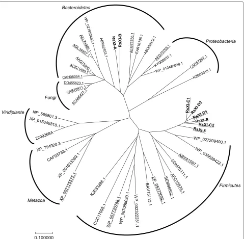 Fig. 1 Phylogenetic tree. Phylogenetic analysis based on the amino acid sequences of the clones isolated in this study (bold) and other known XIs