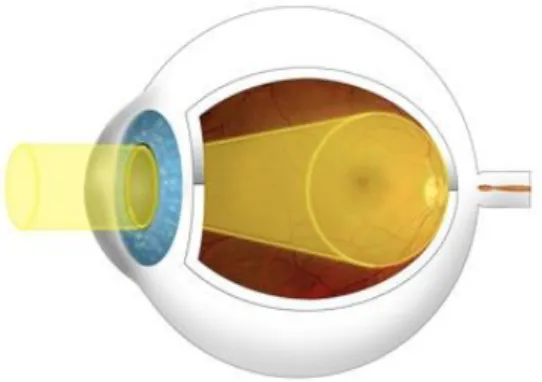 Figure 3. The scope of fundus imaging [32]. 