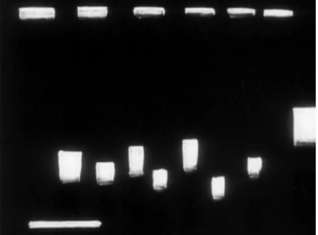 Figure 4: Oskar Fischinger, Studie Nr. 6, 1930 