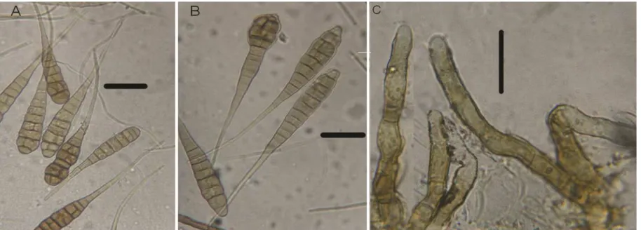 Fig. 1.  officinalisAlternaria calendulae: A. - B. Conidia and C. Conidiophores, scale bar = 50 μm