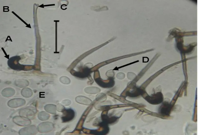 Fig. 3. Thedgonia ligustrinavulgare: A and B. conidiophores, C and D. conidia, scale bars = 20 μm