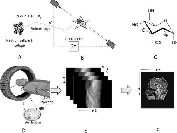 Figure 2: The principle of PET imaging shown schematically, including: (a) the decay of a neutron-deficient,  positron-emitting isotope, (b) the detection in coincidence of the annihilation photons within a time window of  2τ  ns,  (c)  the  glucose  analo