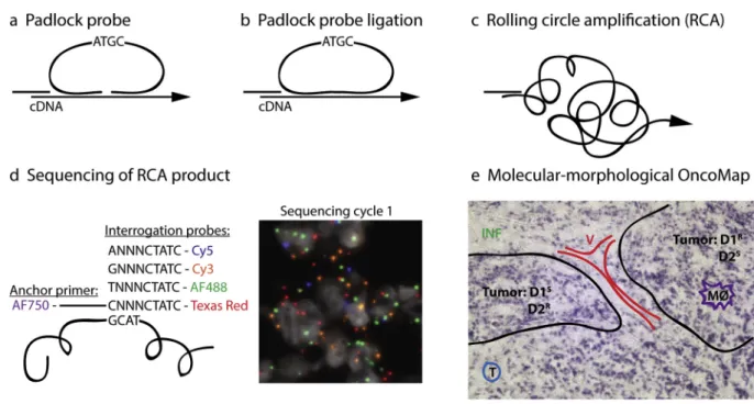 Fig. 1. Gene expression proﬁling by in situ sequencing. Tissue sections were ﬁxed and RNA was reversely transcribed in situ