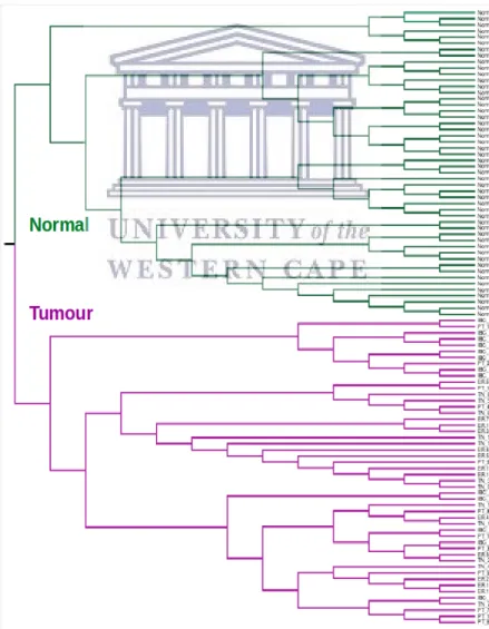 Figure 2.3 showed that when hierarchical clustering was applied to the data  subsequent to K-means clustering, a clear separation of tissue types was clear