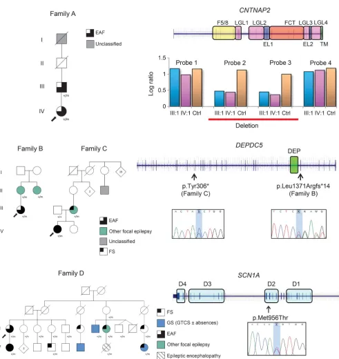 Figure 1Segregation and localization of the identified variants