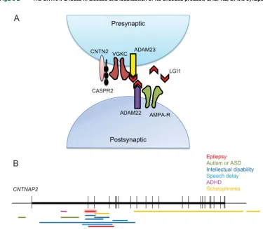 Figure 2The CNTNAP2 locus in disease and localization of its encoded product, CASPR2, at the synapse