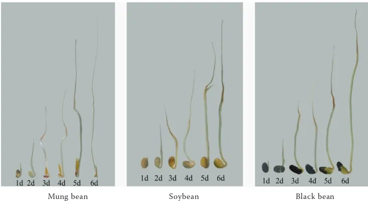 Figure 1. The morphological features of three types of bean sprouts during germination periods