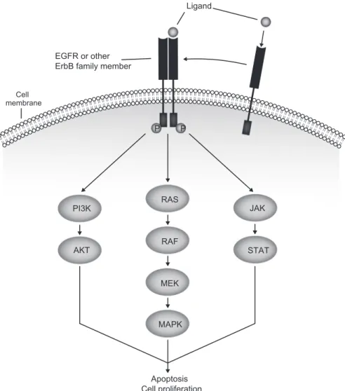 Fig. 1. The EGFR signaling pathway. Upon ligand binding, EGFR or another ErbB family member dimerizes and is activated through phosphorylation of its intracellular tyrosine kinase domain