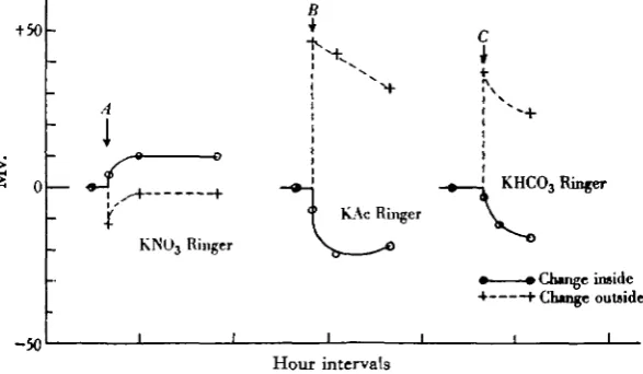 Fig. 4. Three experiments all starting with K+ Ringer both aides.