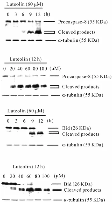 Figure 3. Effects of PDTC on luteolin-induced morphologi- cal changes and DNA fragmentation