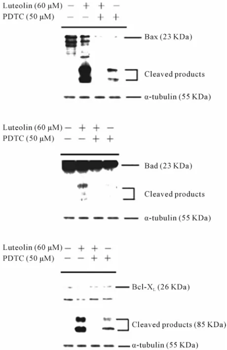 Figure 4. Luteolin induced the expression of Fas and the cleavage and activation of caspase-8 and Bid, and these μThe expression of Fas, caspase-8, and Bid was analyzed by Western blotting as described in the Materials and Methods induction effects were su