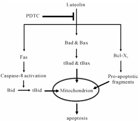 Figure 6. Schematic model of the PDTC suppression effect on luteolin-induced apoptosis in HL-60 cells