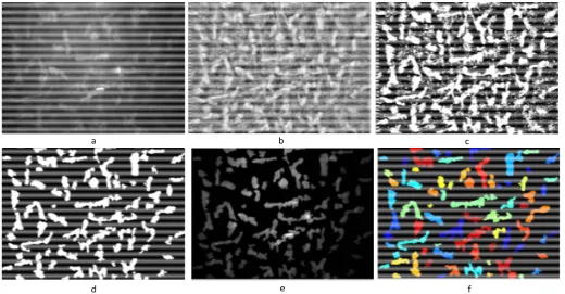 Fig. 11. Confocal corneal system outputs: (a) Original stroma image, (b) Enhanced image, (c) Combined thresholded image, (d) Image after the morphological operations, (e)  Original intersity of image cells, (f) Coloured labelling of keratocytes cells
