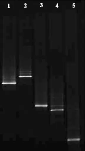 Figure 3. DGGE fringerprints of biogenic amines-produ-cing bacteria classiﬁed