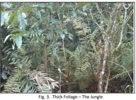 Fig. 3.  Thick Foliage – The Jungle 