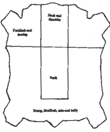 Figure 1. The 4 anatomical regions of the hidewhich were evaluated after tanning.