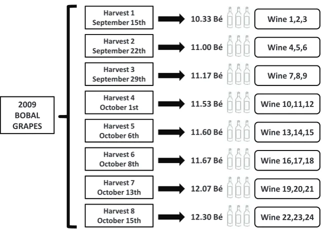 Figure 1. Experimental design of 2009 wines