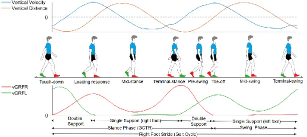 Figure 3. Gait cycle; synchronized vGRFs (from Moticon insoles) and vertical CoM  motion (from INS/GPS) at walking speed of 1.72 m/s 