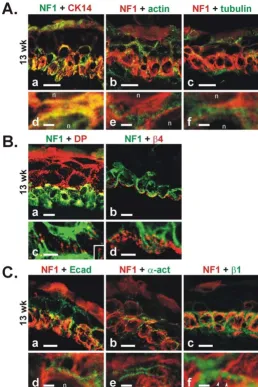 Figure 5A. Double immunolabeling and CLSM analysis of NF1 protein with NF1GRP(D) antibody and cytoskeletal marker proteins at13 weeks EGA in developing human epidermis
