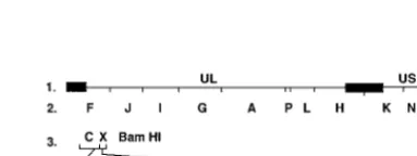 FIG. 2. Comparison of viral yields from cells infected with resistance mutant R1, R3, R4, or R6, rHSV-2LUC, or wild-type (wt) HSV-2(G) in the presence ofincreasing concentrations of T157602.