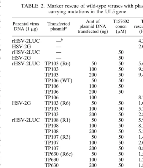 TABLE 2. Marker rescue of wild-type viruses with plasmidscarrying mutations in the UL5 gene