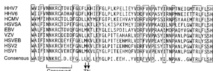 FIG. 7. Comparison of amino acid sequences of the UL5 protein in the region of the T157602 resistance mutations described in this report from various membersof the herpesvirus family