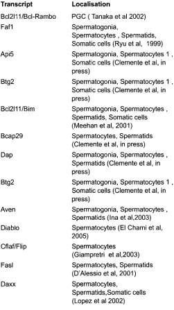Figure 5 : Known Iocalisation in wild type testis of the selected transcripts involved in apoptosis