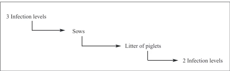 Figure 5. The design for Example 3: 'Nematodes in sows and piglets'. This is an experimental study using atwo-way factorial design (one factor with 3 infection levels for the sows, one factor with 2 infection levels forthe piglets)