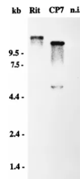 FIG. 2. (A) Genome organization of a noncp pestivirus (NCP) and RT-PCR strategy for identiﬁcation of a duplication of the NS3 gene