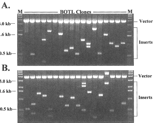 Figure 1. Comparison of random BOTL Library clone insert sizes before (A) and after (B) normalization.