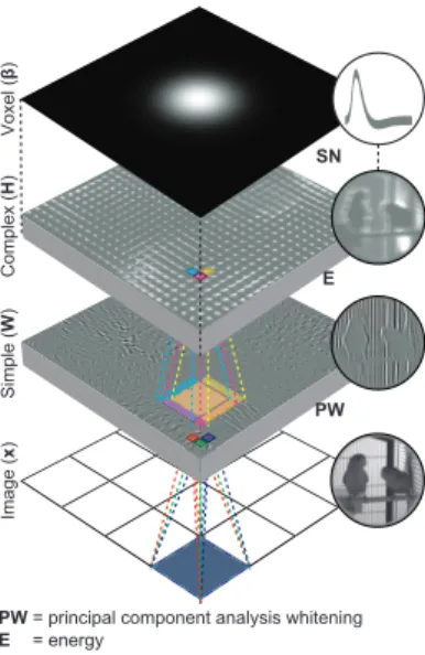 Figure 2.1: Encoding model. The encoding model predicts single voxel responses to images by nonlinearly transforming the  im-ages to complex cell responses and linearly transforming the complex cell responses to the single voxel responses