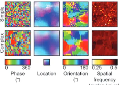 Figure 2.3: Preferred parameter maps of the SC model. The phase, location, orientation and spatial frequency preference of the simple and complex cells were quantified as the  corres-ponding parameters of Gabor wavelets that were fit to their receptive fie
