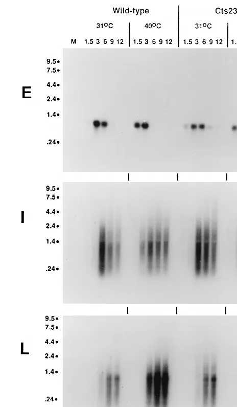 FIG. 2. Northern blot analysis of RNA synthesized in wt- and CtsBSC40 cells. The total RNA was puriﬁed from infected BSC40 cells as describedin the legend to Fig