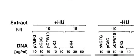 FIG. 5. Drug swap RNase protection analysis. BSC40 cells were infected with wt virus in the absence (lanes 3 to 5) or presence (lanes 6 to 15) of HU; 3 hpostinfection, medium was removed and replaced with drug-free medium (lanes 6 to 10) or medium containi