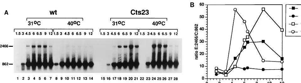 FIG. 7. Readthrough transcription of the M1L gene in Ctscells as described in the legend to Fig