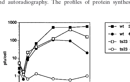 FIG. 8. Readthrough transcription of the M2L gene in Ctsin the legend to Fig. 1. RNA was analyzed by Northern blot analysis using auniformly labeled antisense riboprobe speciﬁc for the M2L gene (Fig