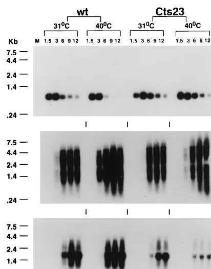 FIG. 12. Intermediate gene upstream sequences. The upstream sequencesfrom ﬁve intermediate genes are aligned relative to the critical TAAA initiator