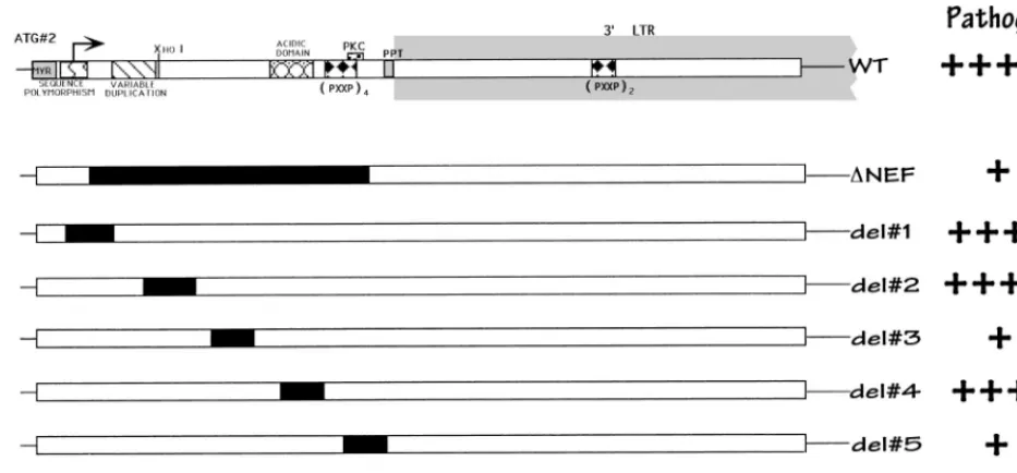 FIG. 1. Schematic of the nefrelative Nef activity, as determined by our studies. gene and isogenic deletion mutant forms